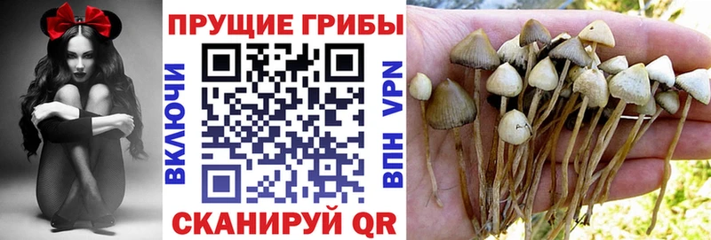 shop наркотические препараты Изобильный Псилоцибиновые грибы Cubensis